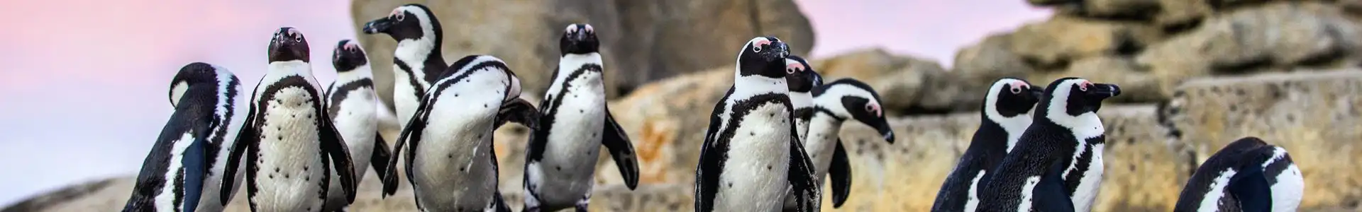 Punta Arenas